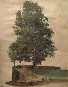 Linden Tree on a Bastion, Albrecht Durer